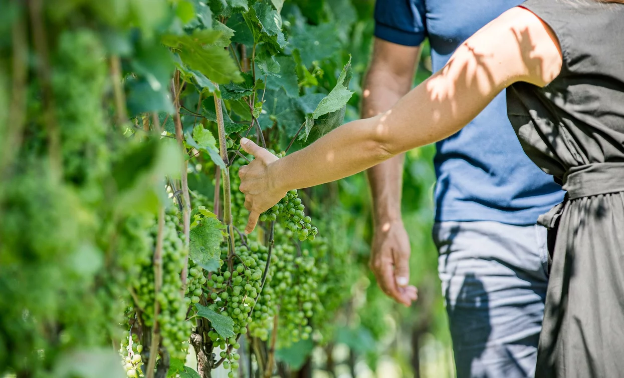 Two people are picking grapes in a vineyard. The vines are green and lush, with clusters of grapes prominent.