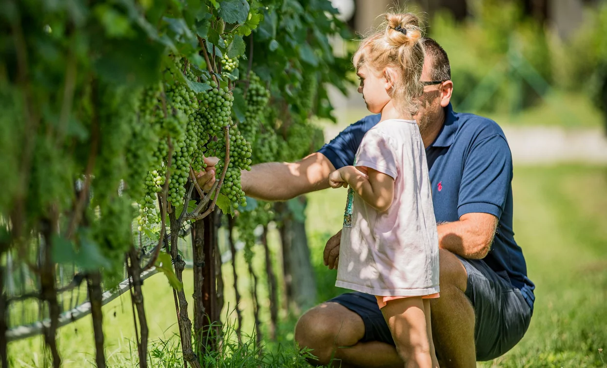 A man and a girl are observing grape clusters in the vineyards. The atmosphere is serene and natural.