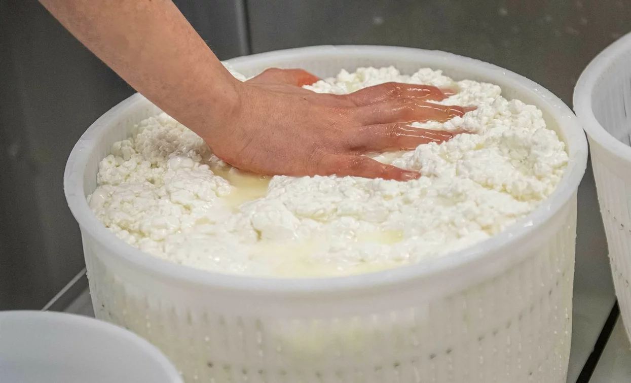 Una mano immersa in una grande vasca di formaggio fresco. L'ambiente è pulito e ordinato, ideale per la produzione casearia.