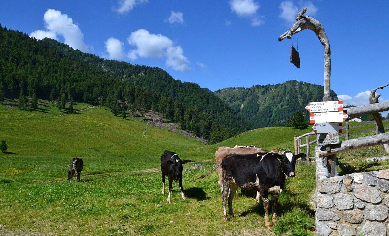 Eine ruhige Landszene mit Kühen, die auf einer grünen Wiese grasen. Im Hintergrund sind Hügel und Bäume unter einem klaren und sonnigen Himmel zu sehen.