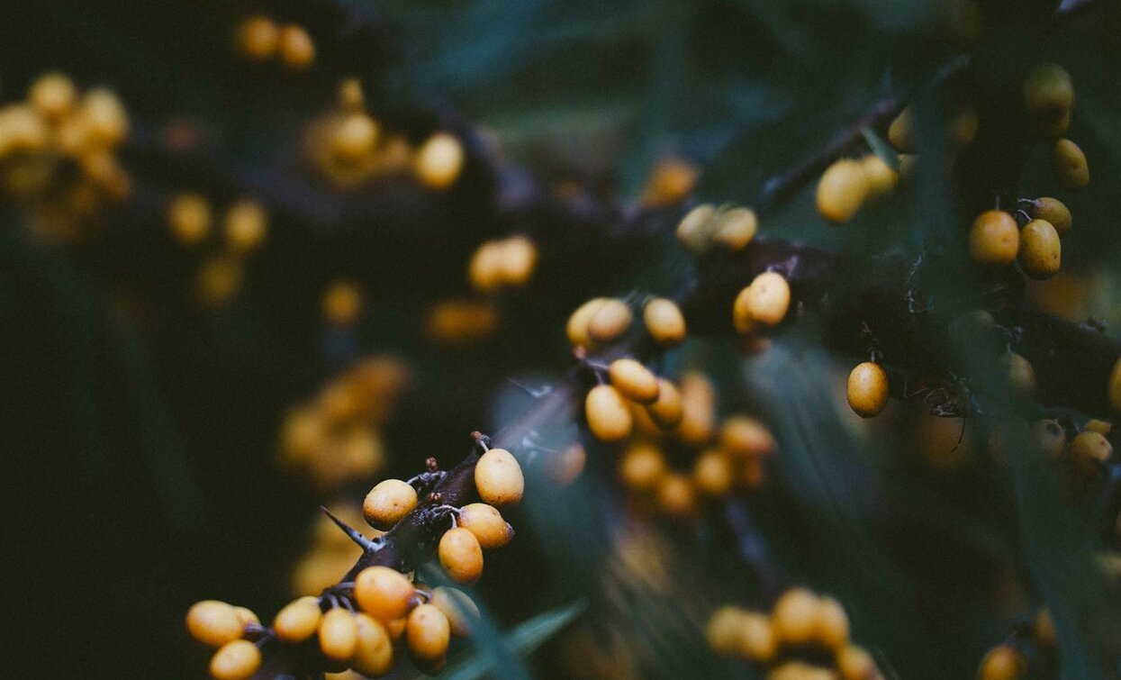 Branches of a plant with yellow berries on a dark background. The image captures natural details and a warm tone.