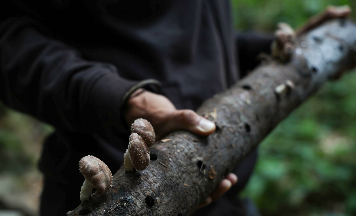 A man is holding a log with mushrooms. The surrounding environment is green and natural.