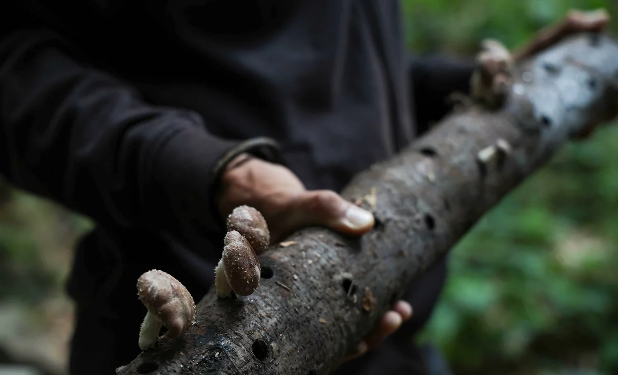 Un uomo tiene un tronco di legno con funghi. L'ambiente circostante è verde e naturale.